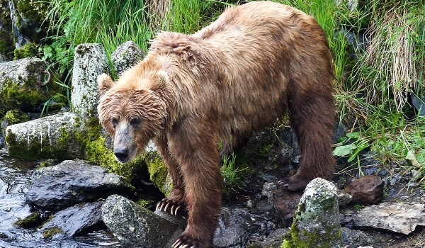 Фото: Медведь кадьяк в природе