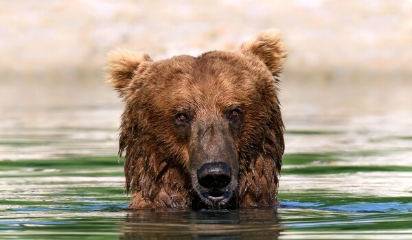 Фото: Бурый медведь кадьяк