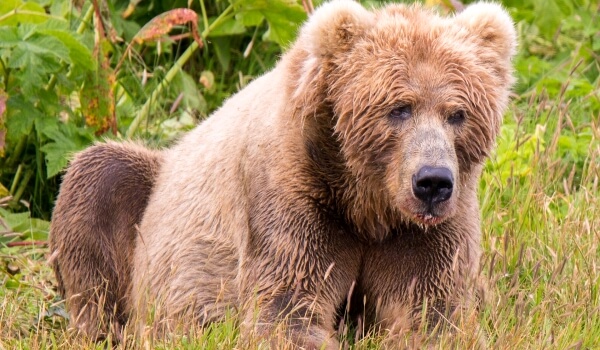 Фото: Медведь кадьяк